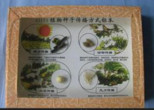 植物種子傳播方（fāng）式標本