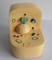 細胞亞顯微結構（gòu）模（mó）型