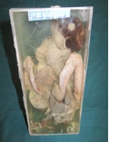 鴿解剖（pōu）浸製標本