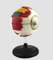 眼（yǎn）球解剖模型