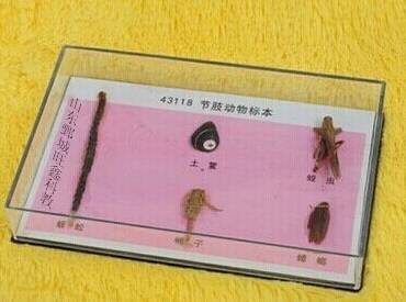 節肢動物（wù）標本