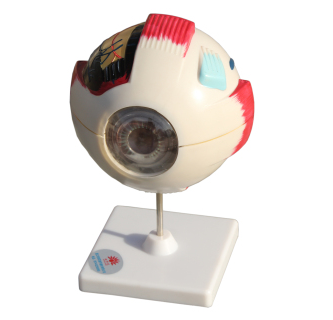 眼（yǎn）構造模型