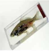 魚解剖浸製（zhì）標本