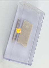 寄生絛蟲囊尾蚴豬（zhū）肉浸製標本