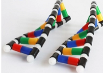 DNA雙螺（luó）旋結構模型組件